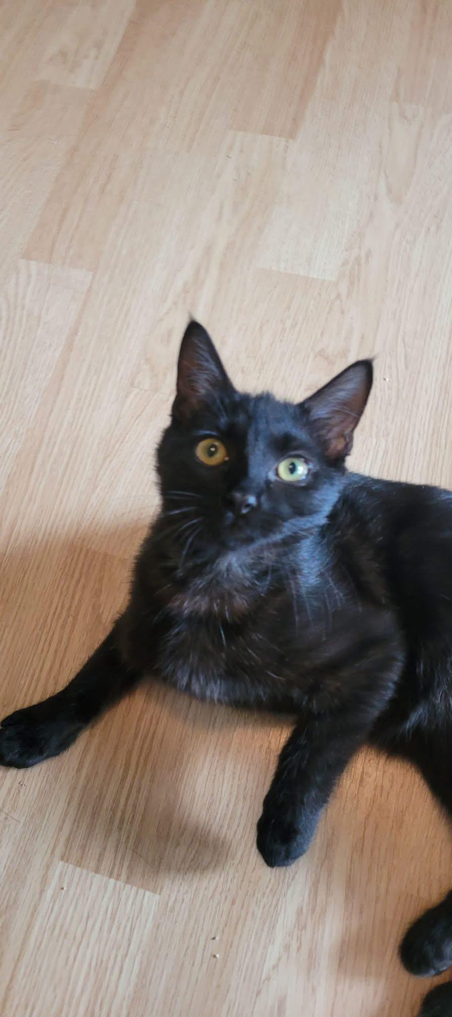 Vader, ADOPTABLE, Kitten Male Domestic Short Hair.