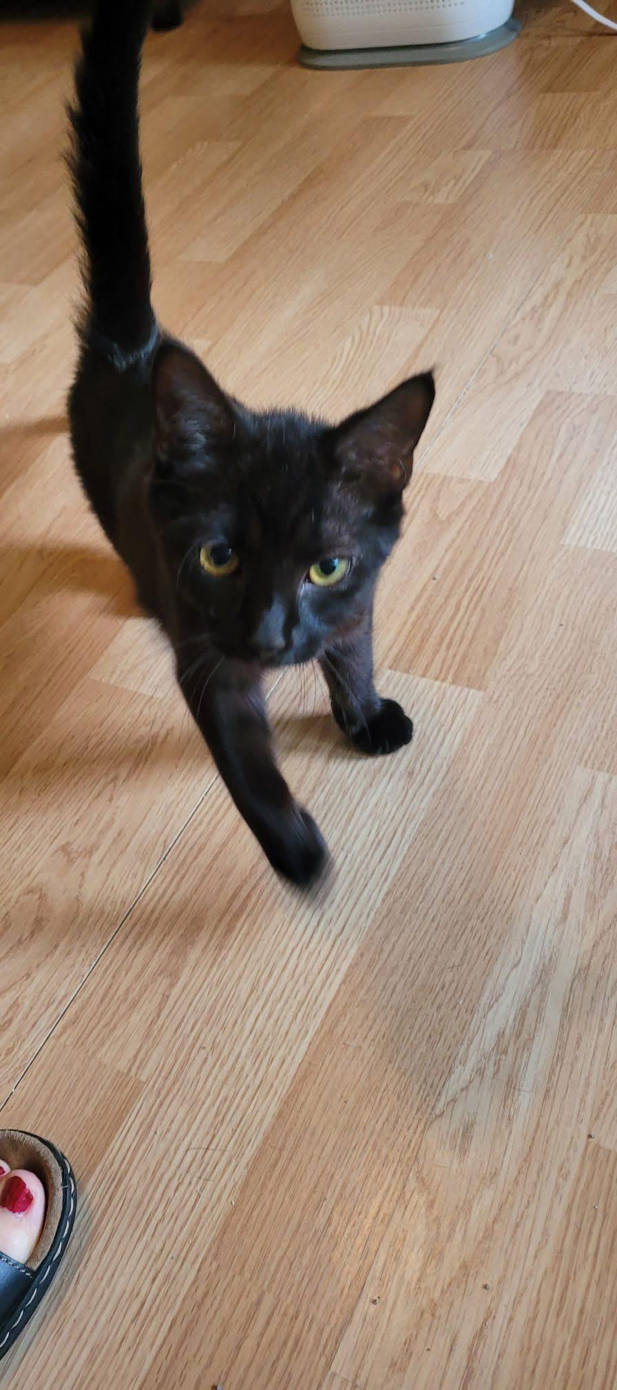 Vader, a ADOPTABLE Domestic Short Hair in Muncie, IN image 3/5