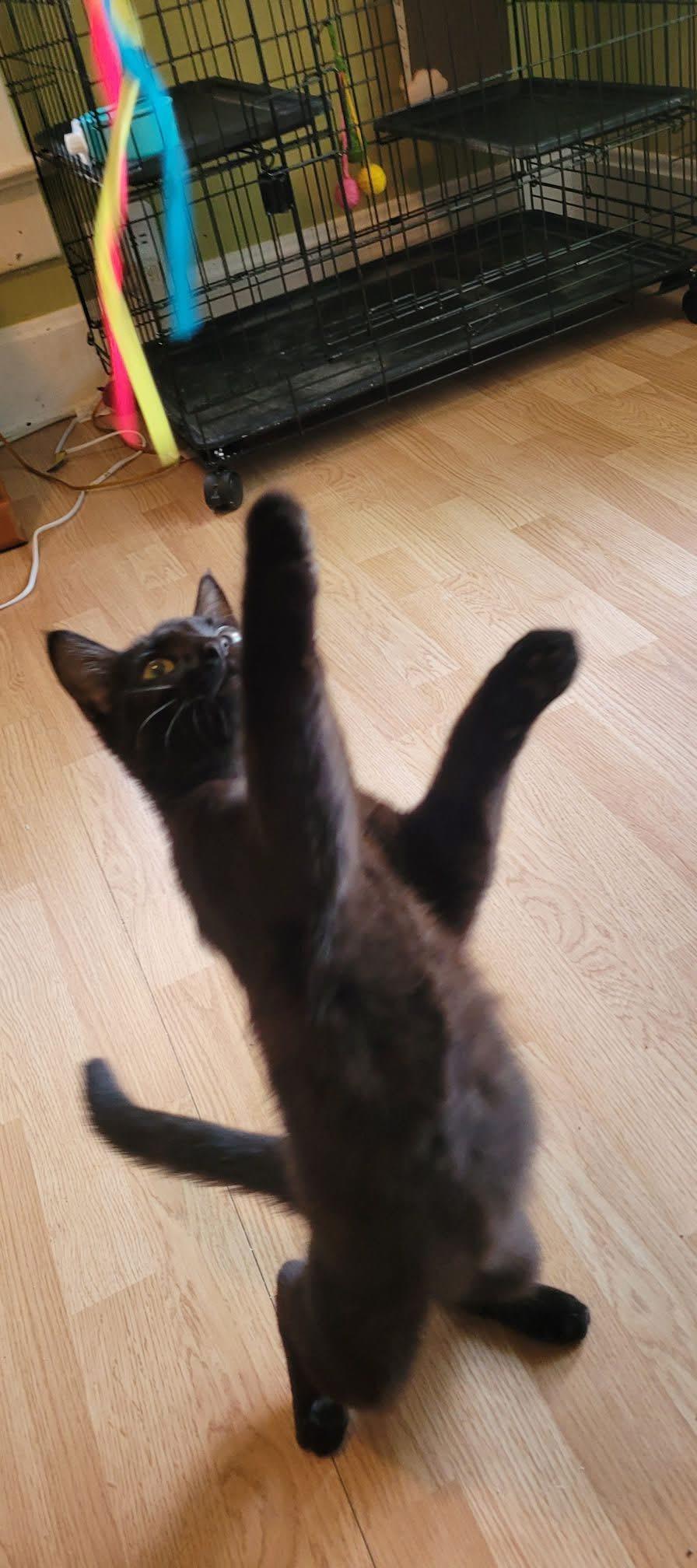 Vader, a ADOPTABLE Domestic Short Hair in Muncie, IN image 4/5