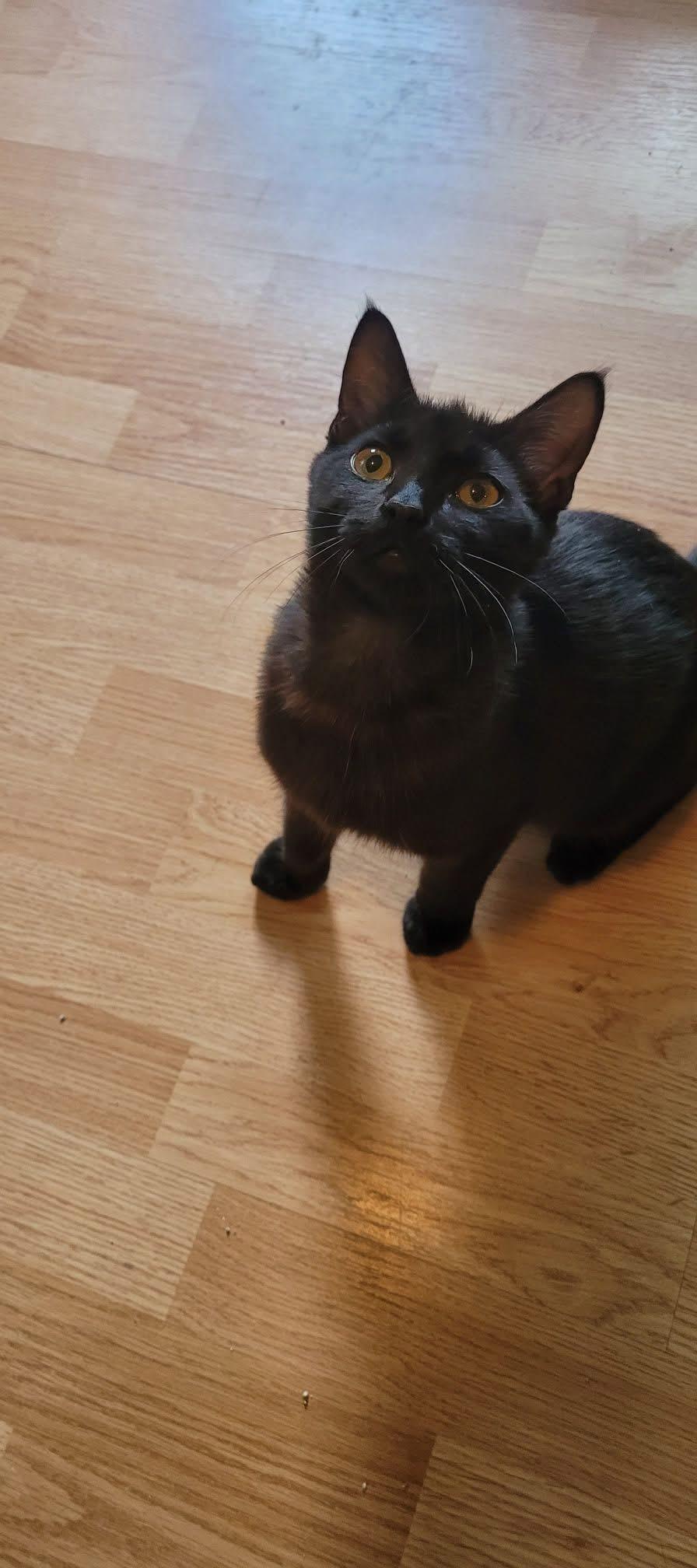 Vader, a ADOPTABLE Domestic Short Hair in Muncie, IN image 5/5