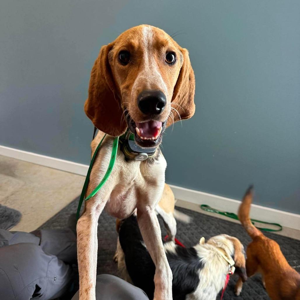 Enlarge Boomer, a Adoptable Coonhound in Shinnston, WV image 1/1