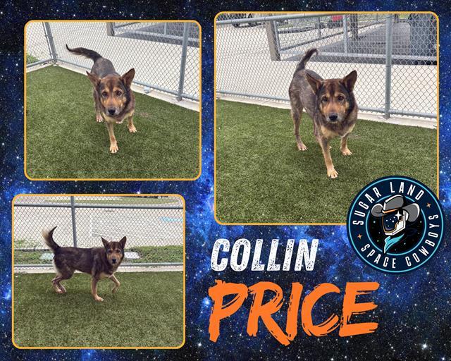 COLLIN PRICE, Adoptable, Adult Male German Shepherd Dog.