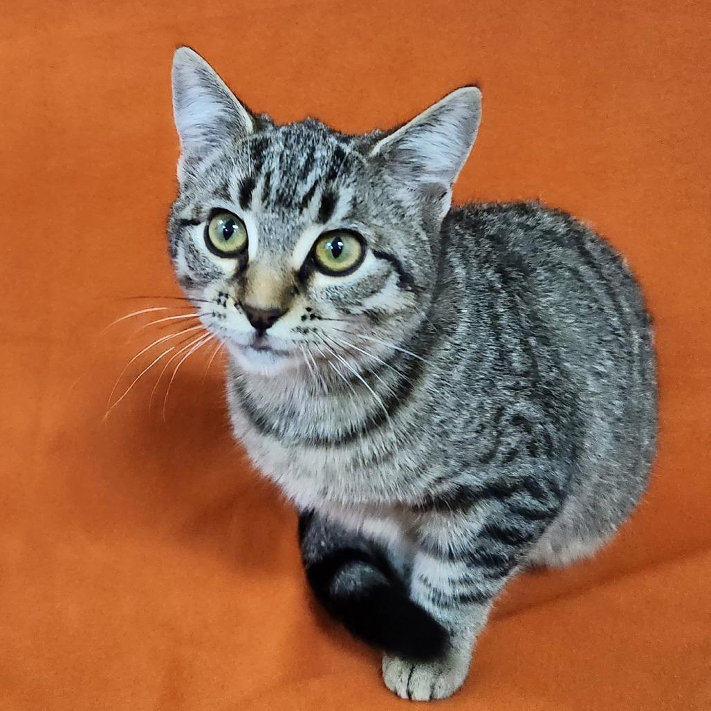 Enlarge Munchkin, a Adoptable Domestic Short Hair in Coos Bay, OR image 1/1