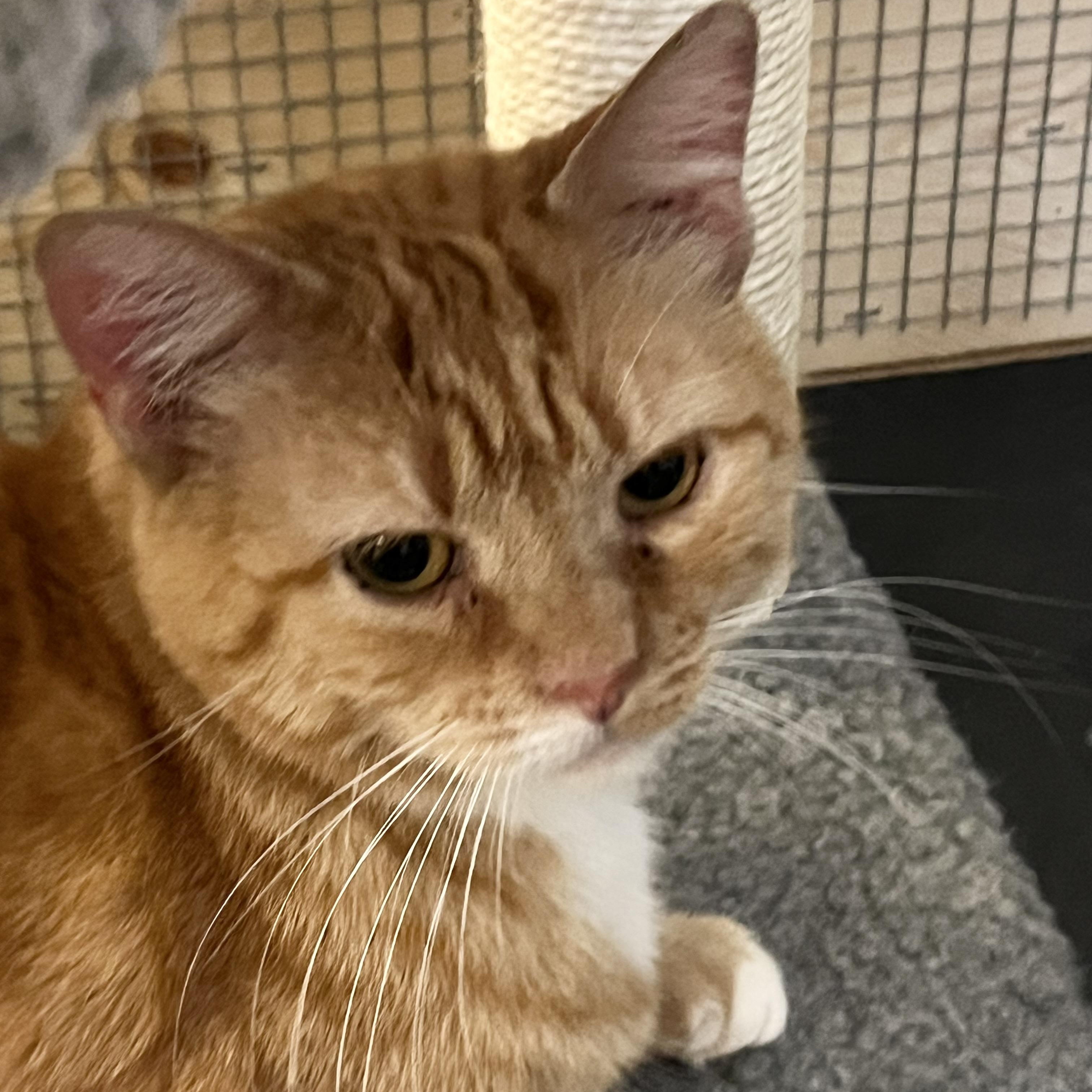 Salome, a Adoptable Domestic Short Hair in Lake Geneva, WI image 2/6