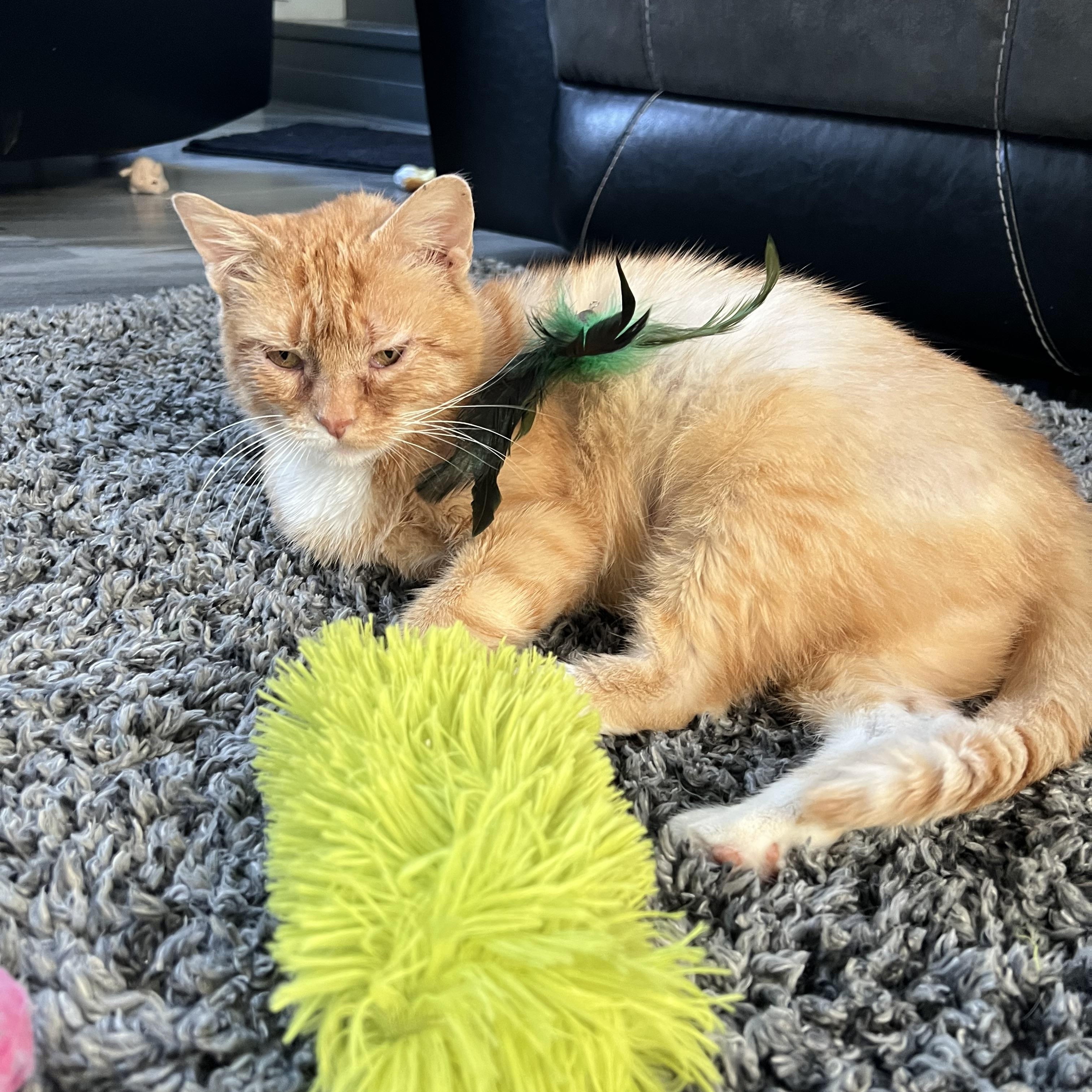 Salome, a Adoptable Domestic Short Hair in Lake Geneva, WI image 5/6