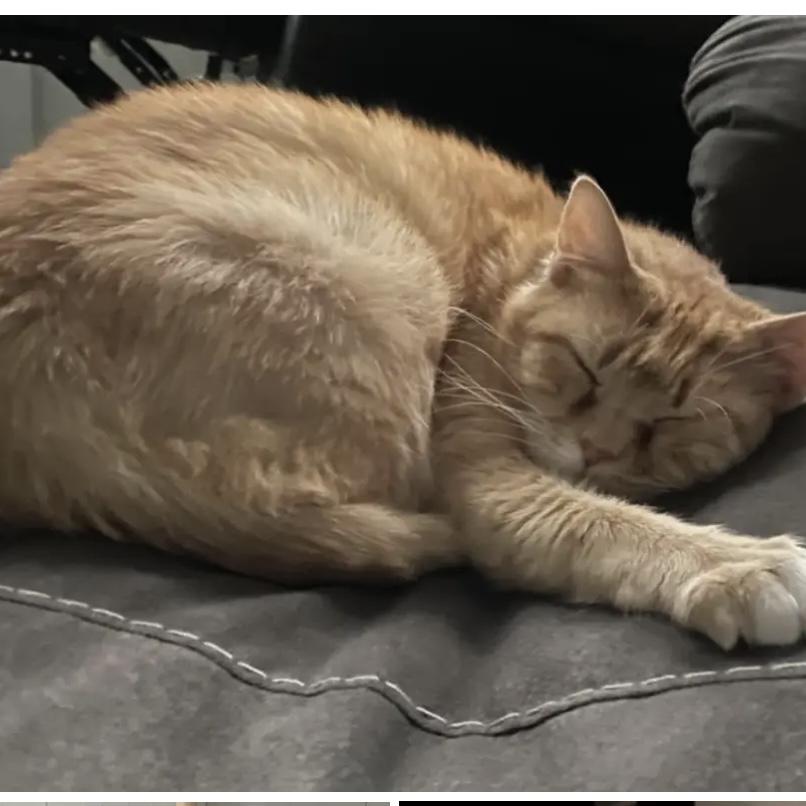 Salome, a Adoptable Domestic Short Hair in Lake Geneva, WI image 3/6