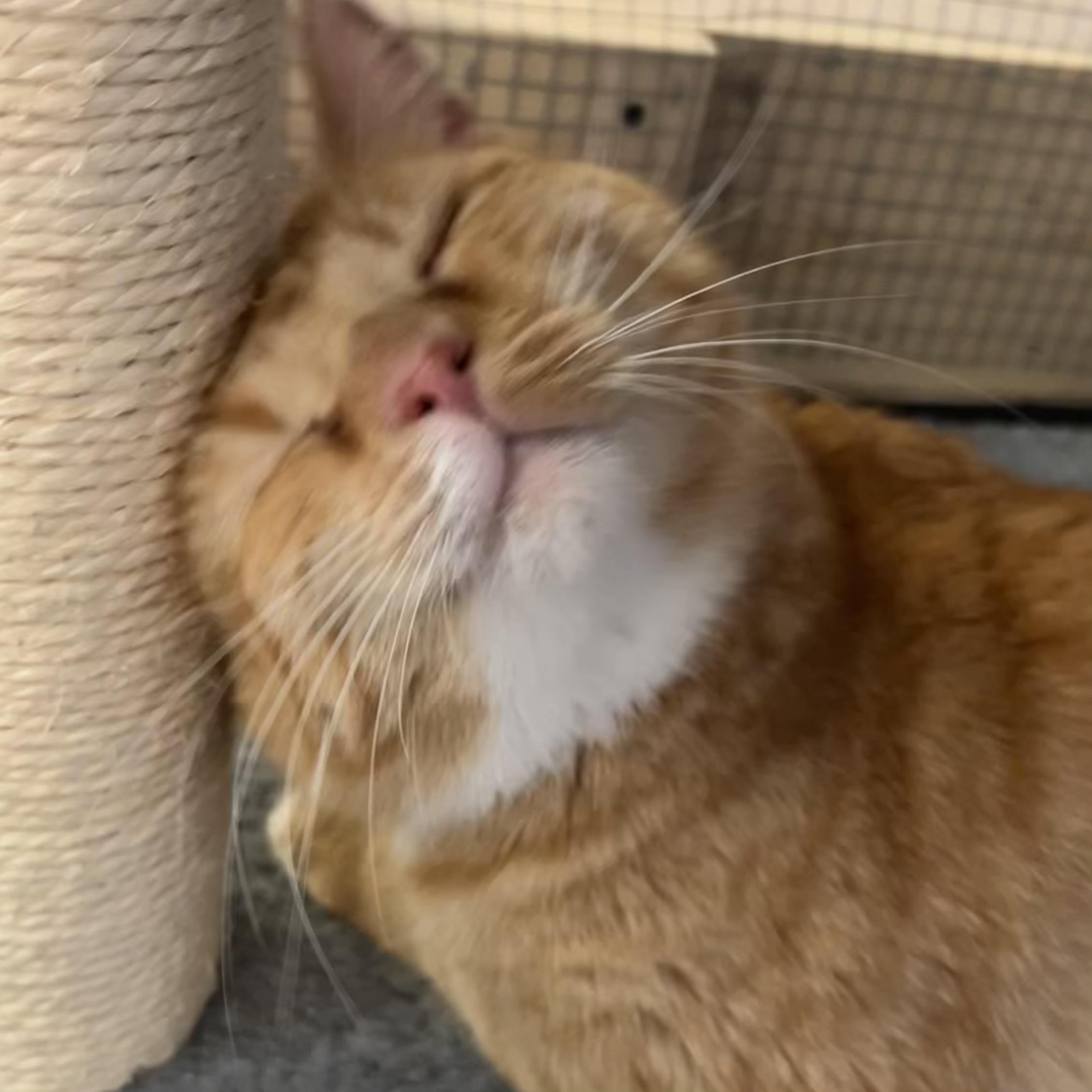 Salome, Adoptable, Adult Female Domestic Short Hair.