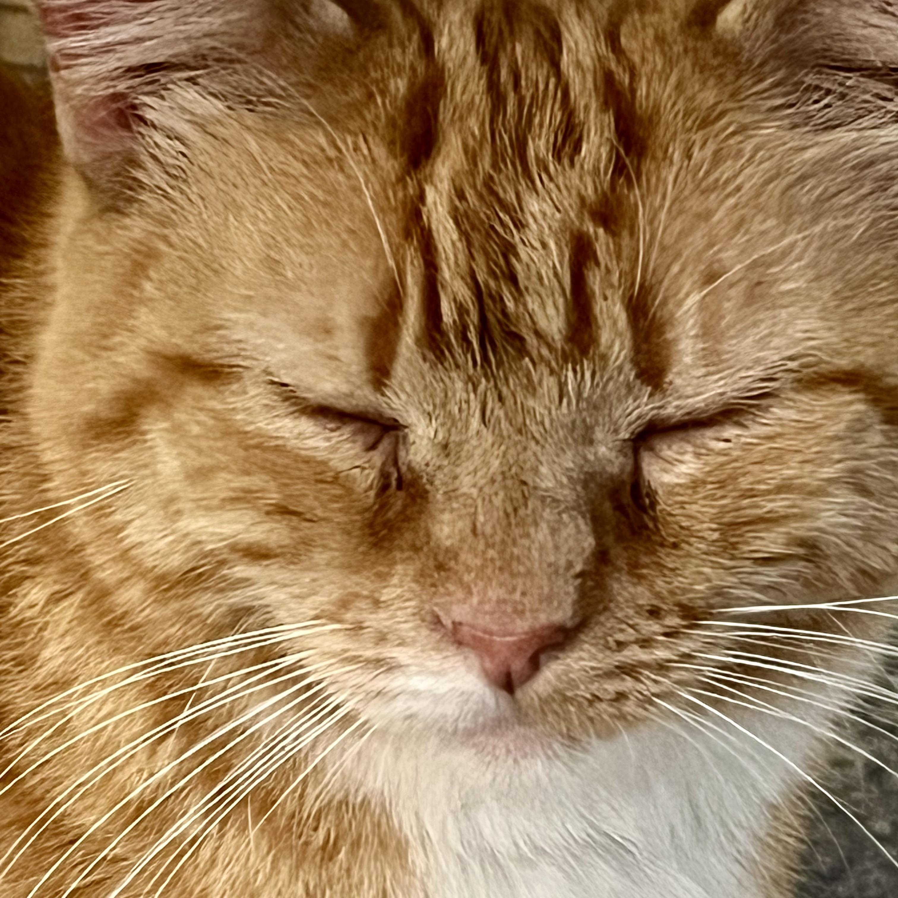 Salome, a Adoptable Domestic Short Hair in Lake Geneva, WI image 6/6