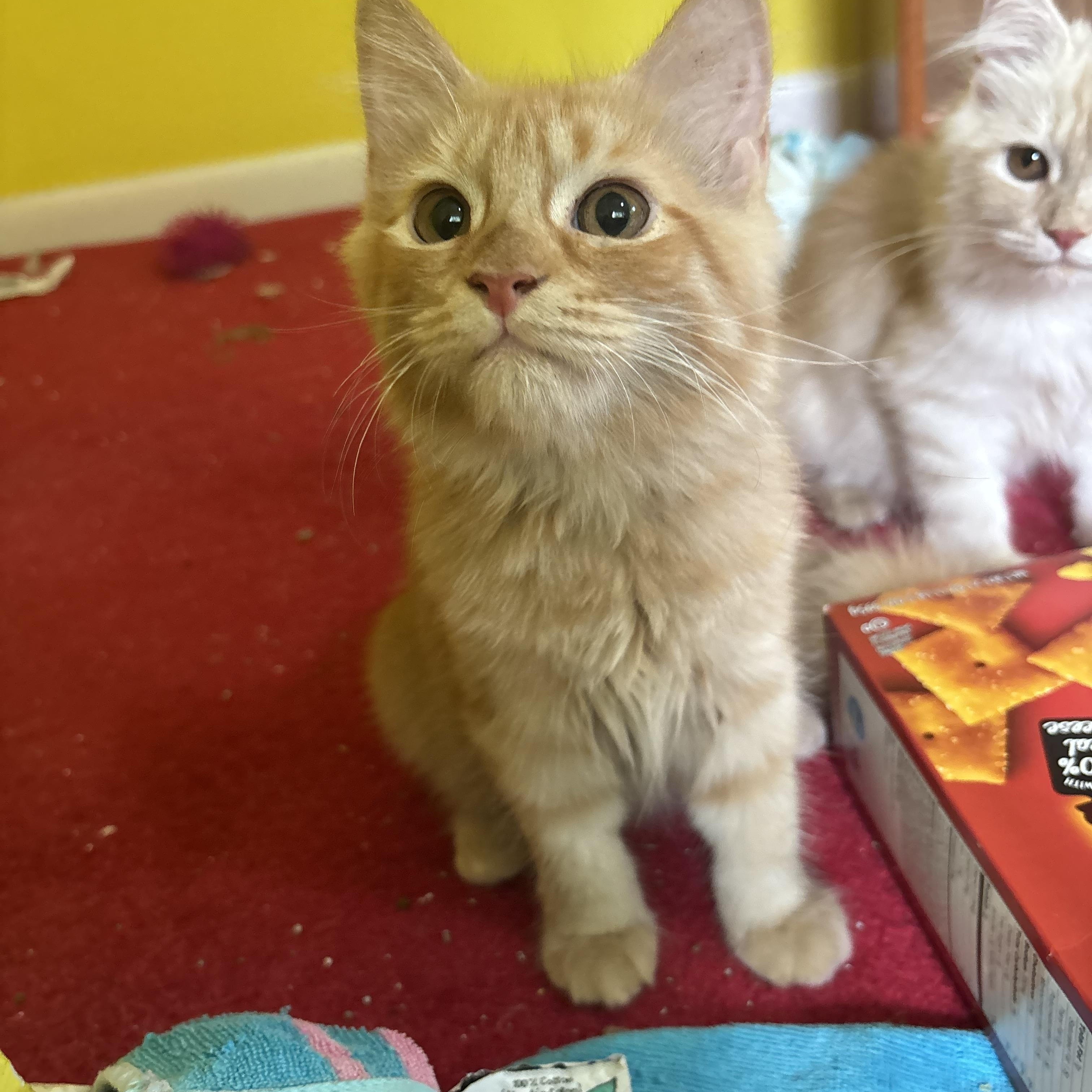 Enlarge Miggo, Riggo, and Max Long Haired Persian Kittens, a Adoptable Persian in Fairfax, VA image 3/5