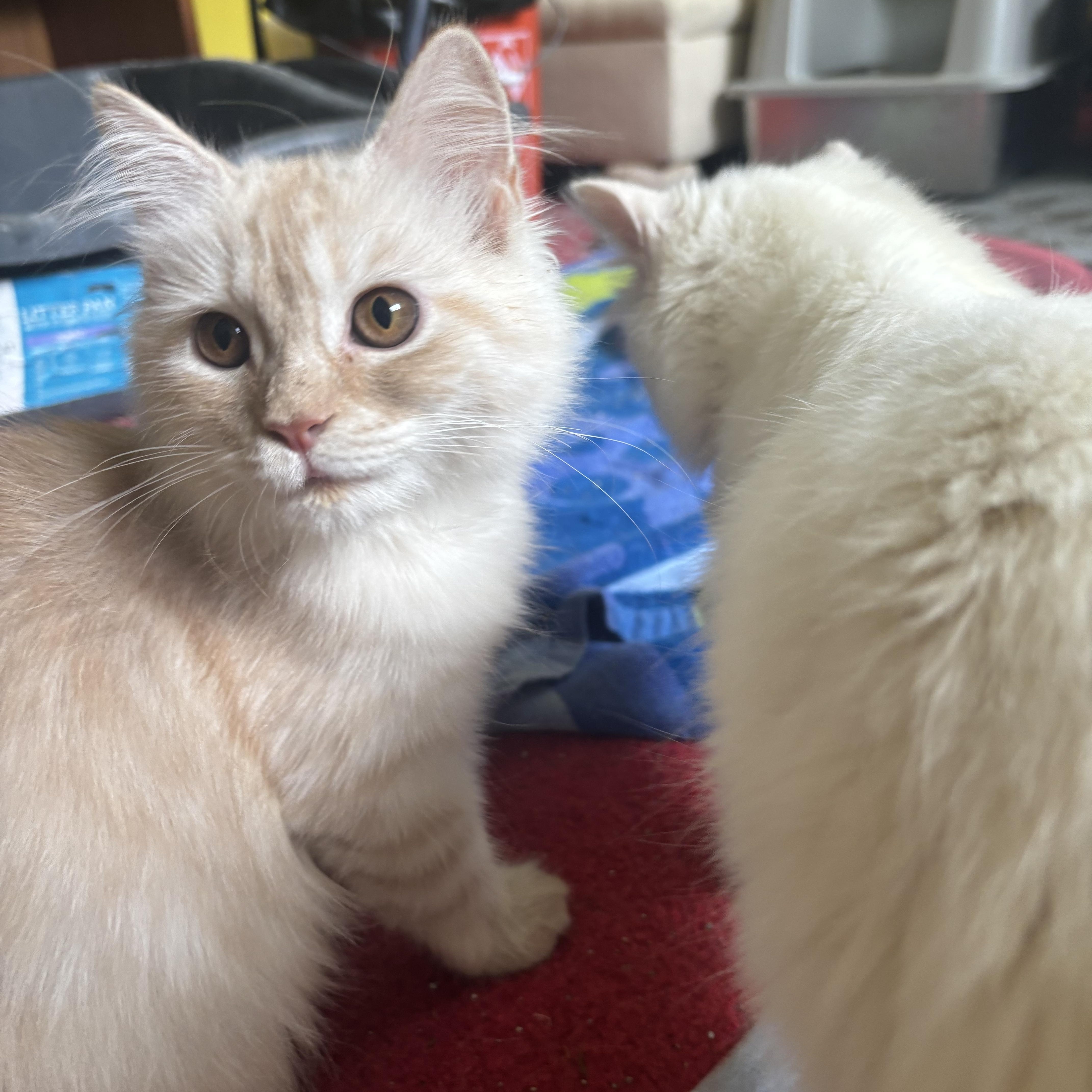 Enlarge Miggo, Riggo, and Max Long Haired Persian Kittens, a Adoptable Persian in Fairfax, VA image 4/5