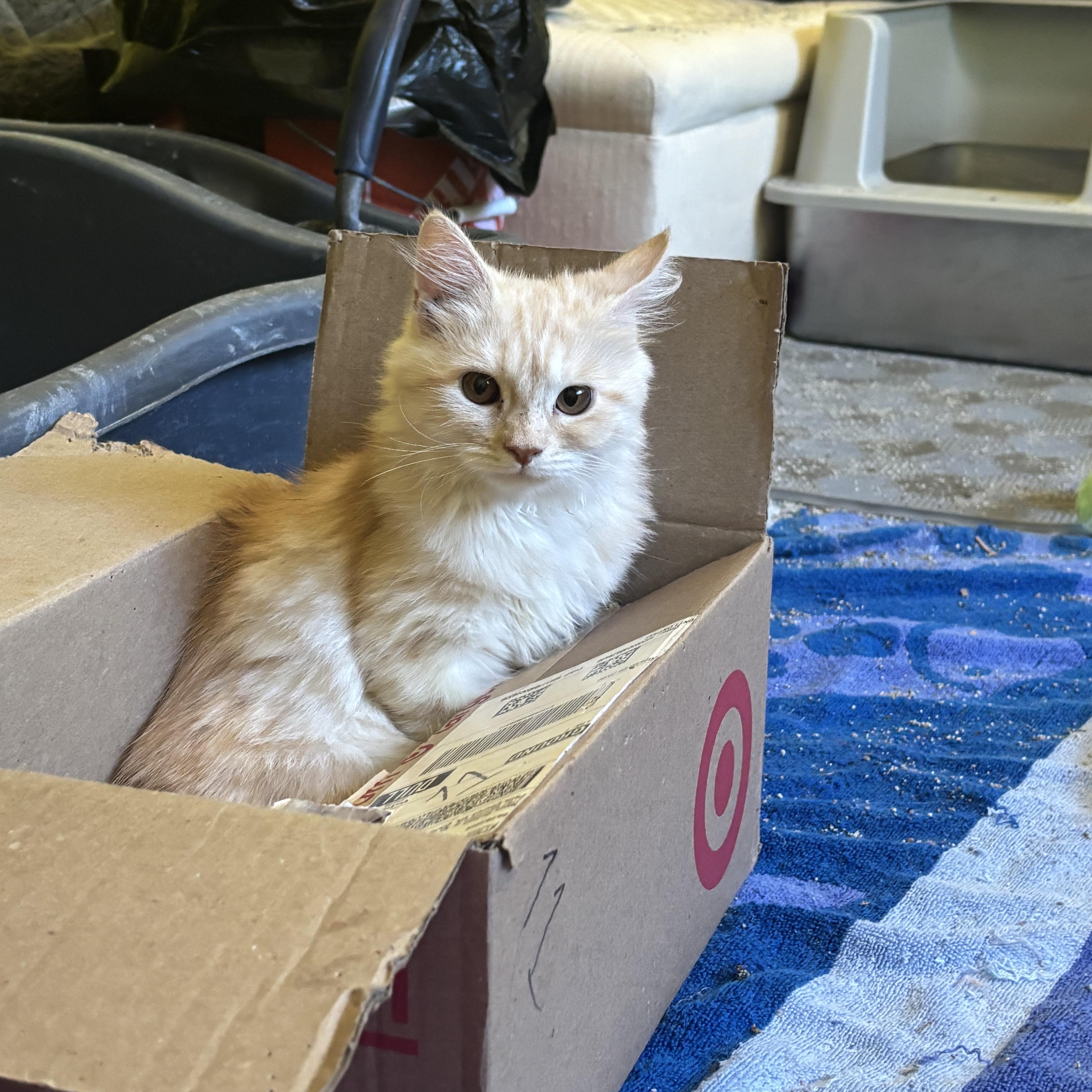 Enlarge Miggo, Riggo, and Max Long Haired Persian Kittens, a Adoptable Persian in Fairfax, VA image 5/5