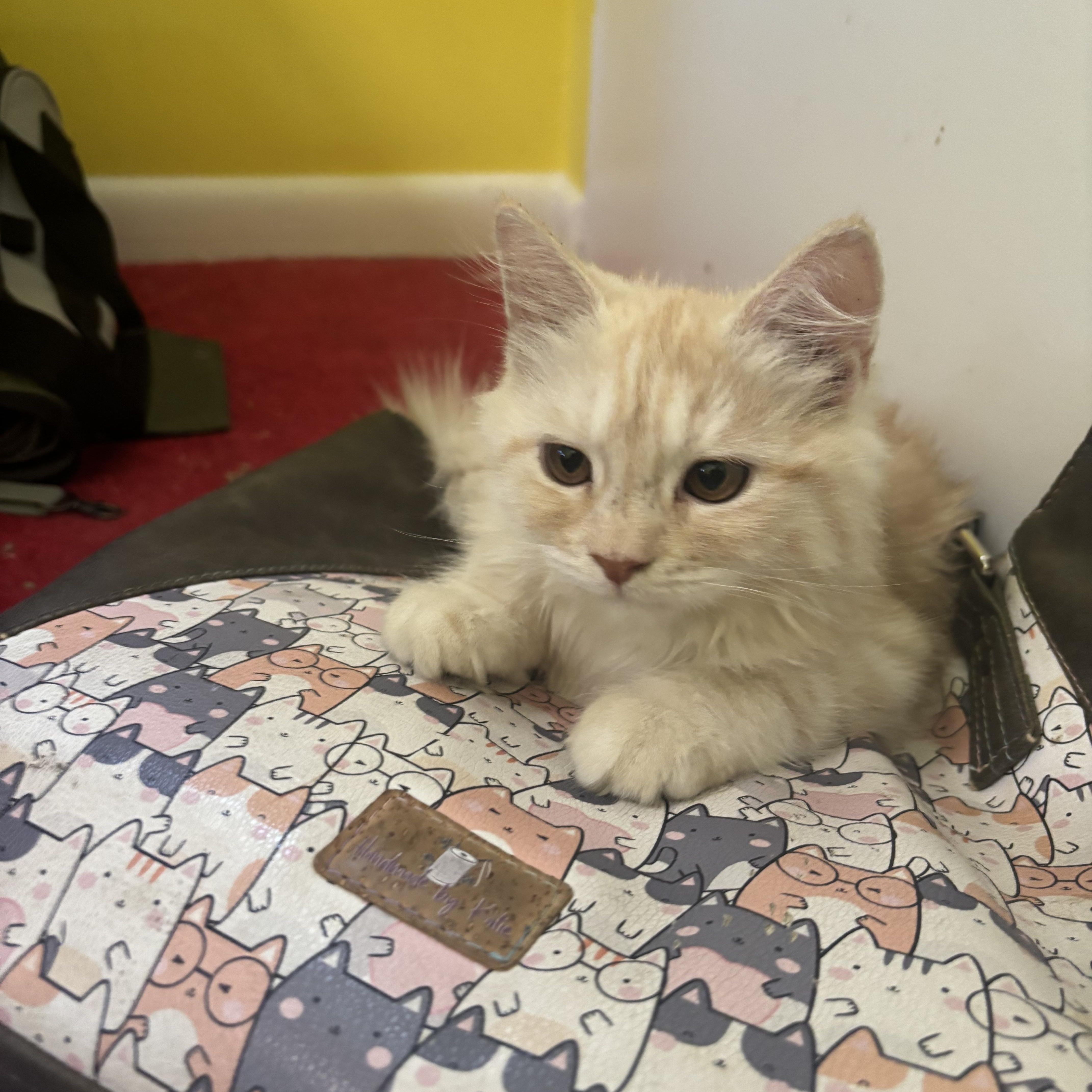 Enlarge Miggo, Riggo, and Max Long Haired Persian Kittens, a Adoptable Persian in Fairfax, VA image 2/5