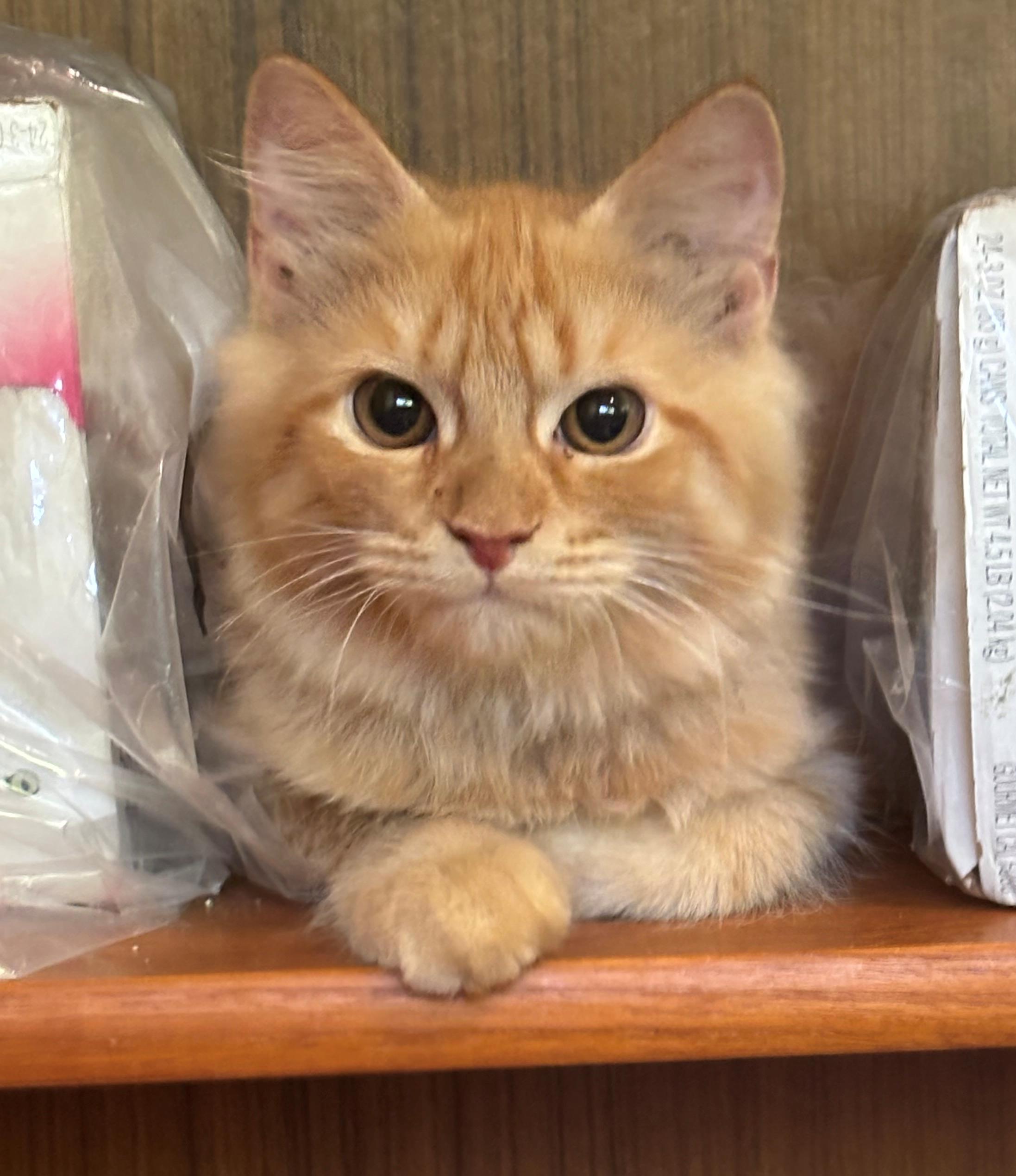 Miggo, Riggo, and Max Long Haired Persian Kittens, Adoptable, Kitten Male Persian.