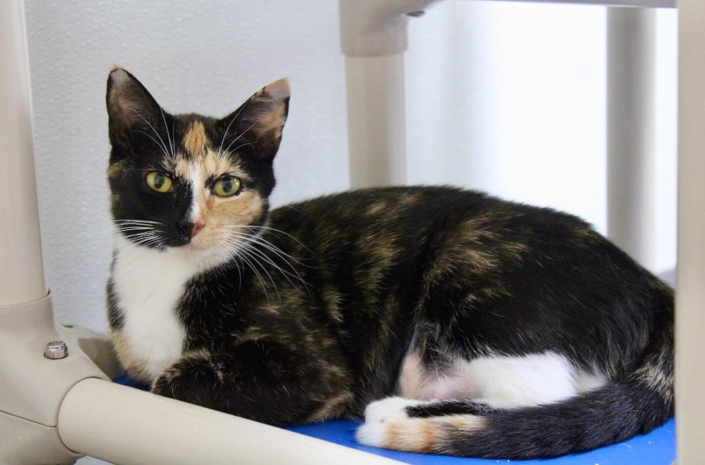 Enlarge Winnie, a Adoptable mixed breed in Clinton, SC image 3/6