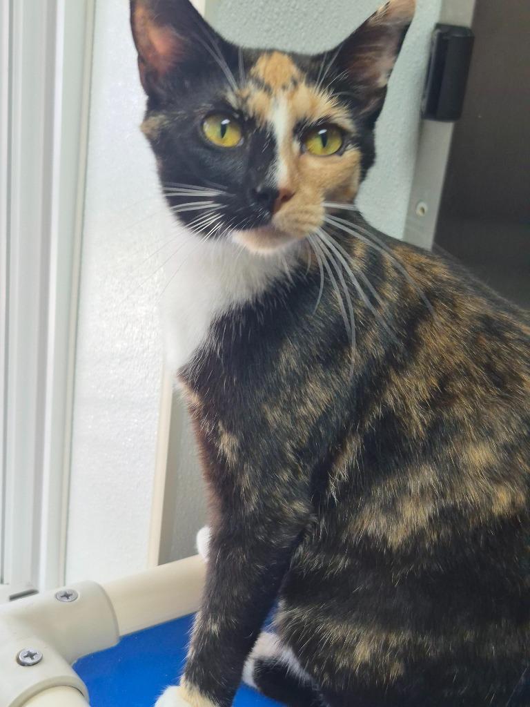 Enlarge Winnie, a Adoptable mixed breed in Clinton, SC image 4/6