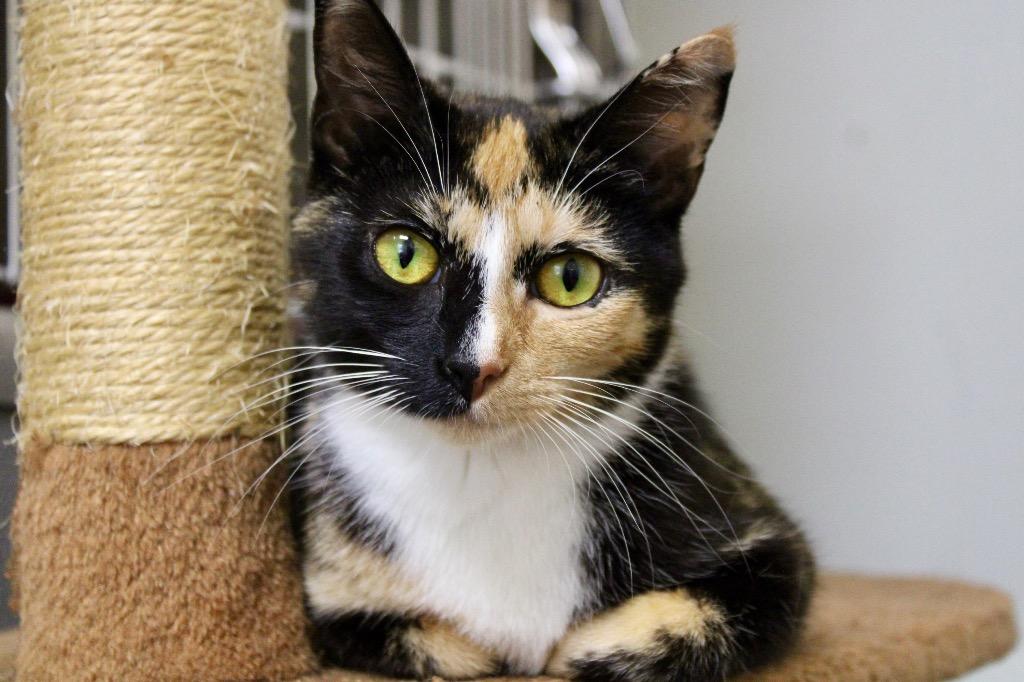 Enlarge Winnie, a Adoptable mixed breed in Clinton, SC image 6/6