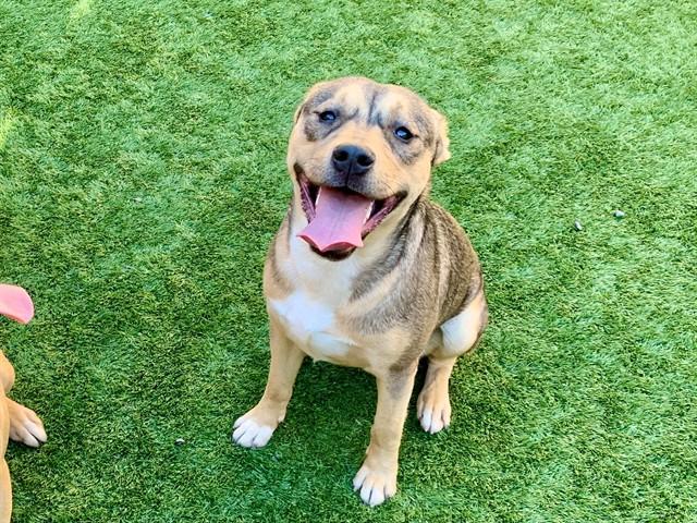 Enlarge ELVIS, a Adoptable mixed breed in Moreno Valley, CA image 1/1