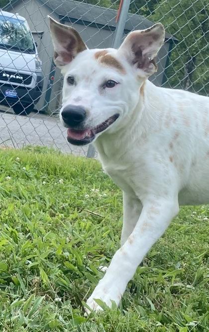 Enlarge Novia, a ADOPTABLE mixed breed in Glasgow, KY image 1/4