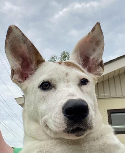 Enlarge Novia, a ADOPTABLE mixed breed in Glasgow, KY image 2/4