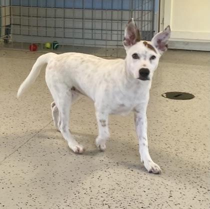 Enlarge Novia, a ADOPTABLE mixed breed in Glasgow, KY image 3/4
