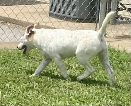 Enlarge Novia, a ADOPTABLE mixed breed in Glasgow, KY image 4/4