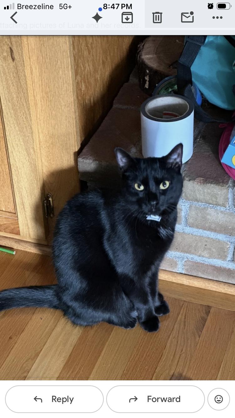 Luna, adoptable, Adult Female Domestic Medium Hair.