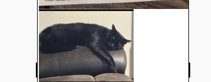 Enlarge Luna, an adoptable Domestic Medium Hair in Columbus , OH image 2/3