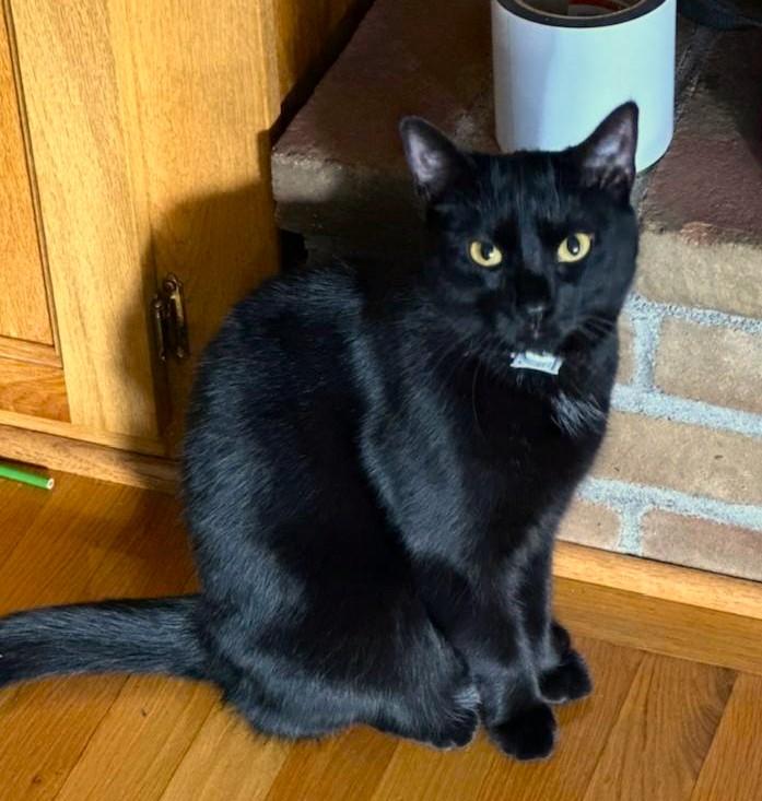 Enlarge Luna, an adoptable Domestic Medium Hair in Columbus , OH image 2/5