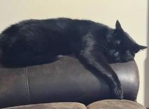 Enlarge Luna, an adoptable Domestic Medium Hair in Columbus , OH image 5/5