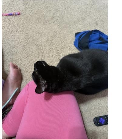 Enlarge Luna, an adoptable Domestic Medium Hair in Columbus , OH image 3/3