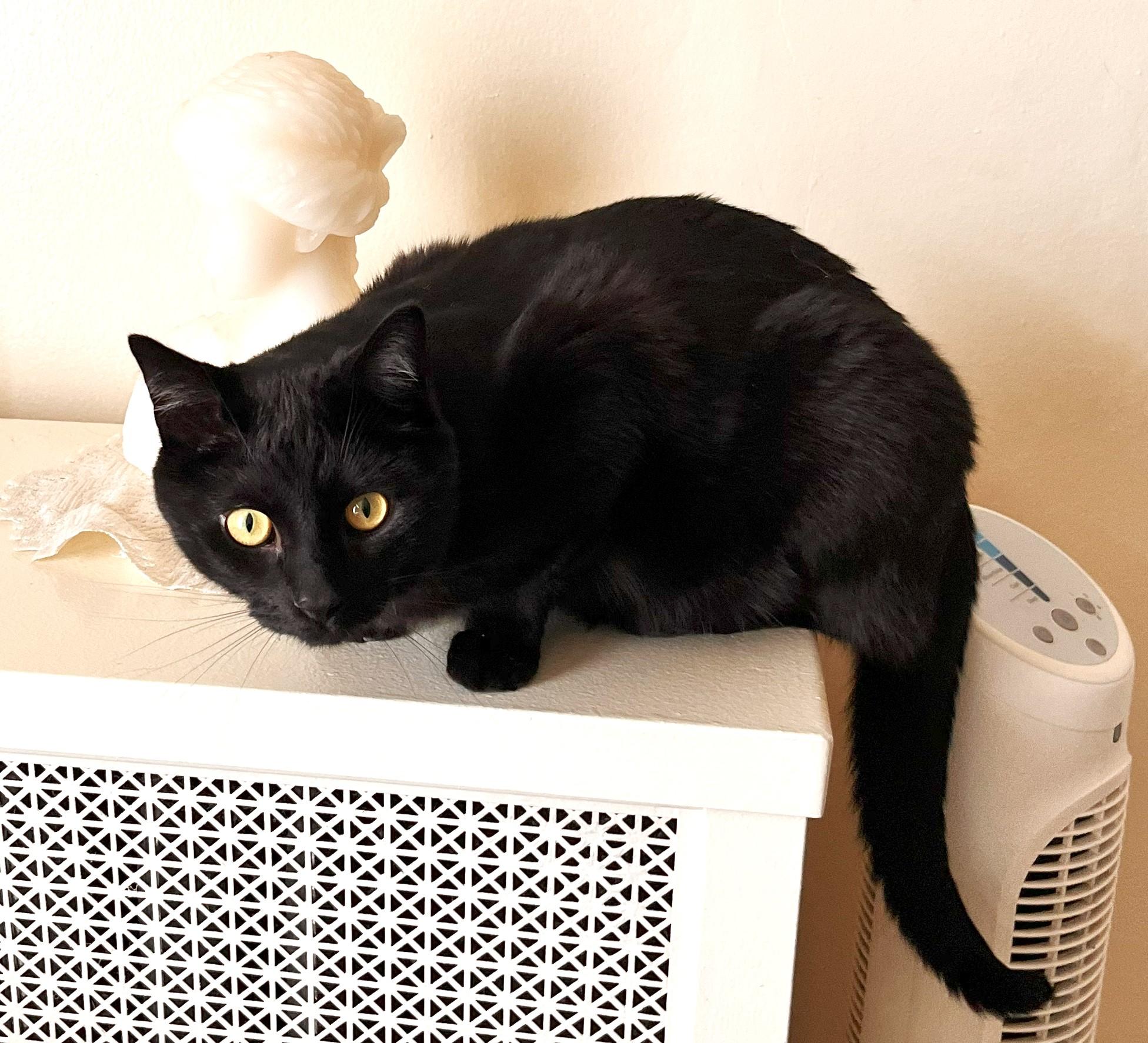Luna, adoptable, Adult Female Domestic Medium Hair.