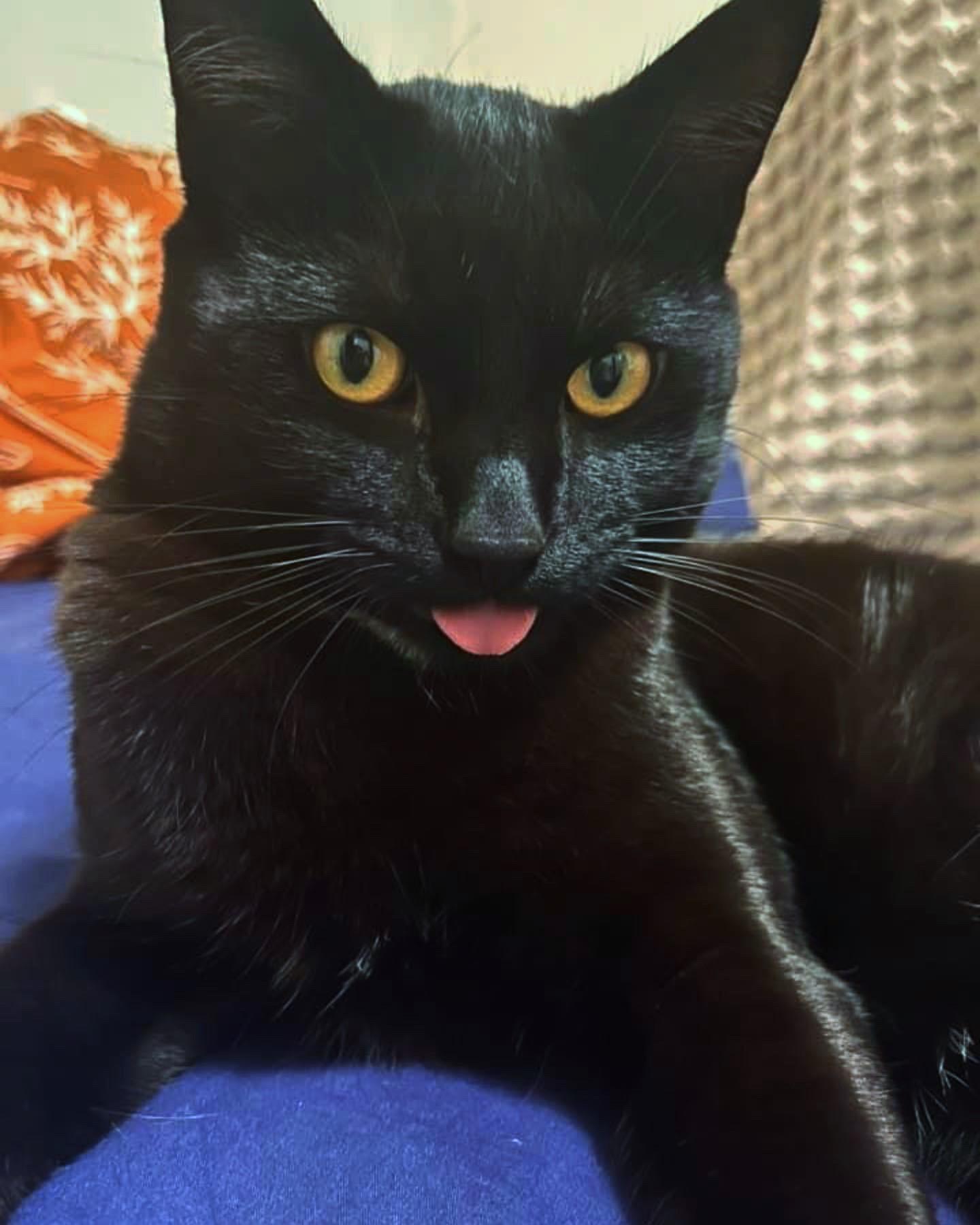Enlarge Luna, an adoptable Domestic Medium Hair in Columbus , OH image 3/5