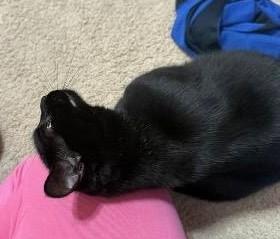 Enlarge Luna, an adoptable Domestic Medium Hair in Columbus , OH image 4/5