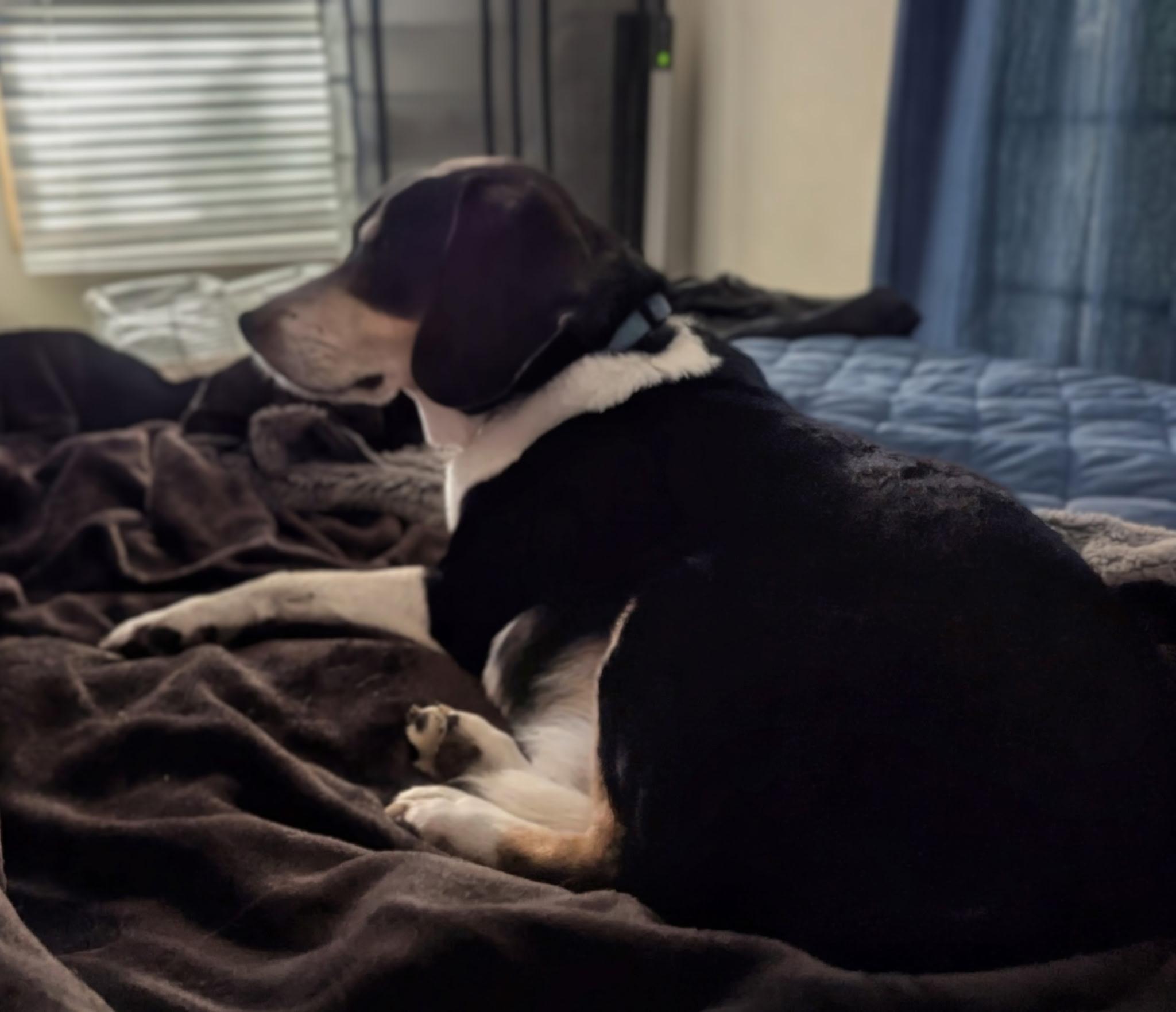 Bowie, an adopted Beagle in Holland, MI image 3/6