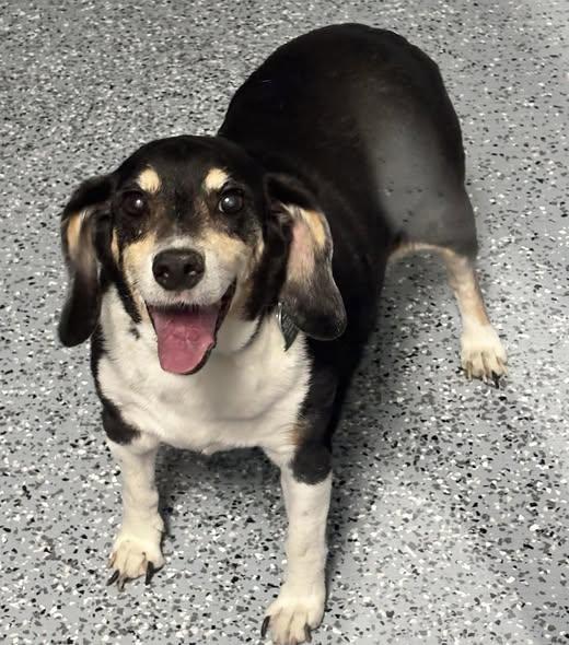 Bowie, an adopted Beagle in Holland, MI image 5/6