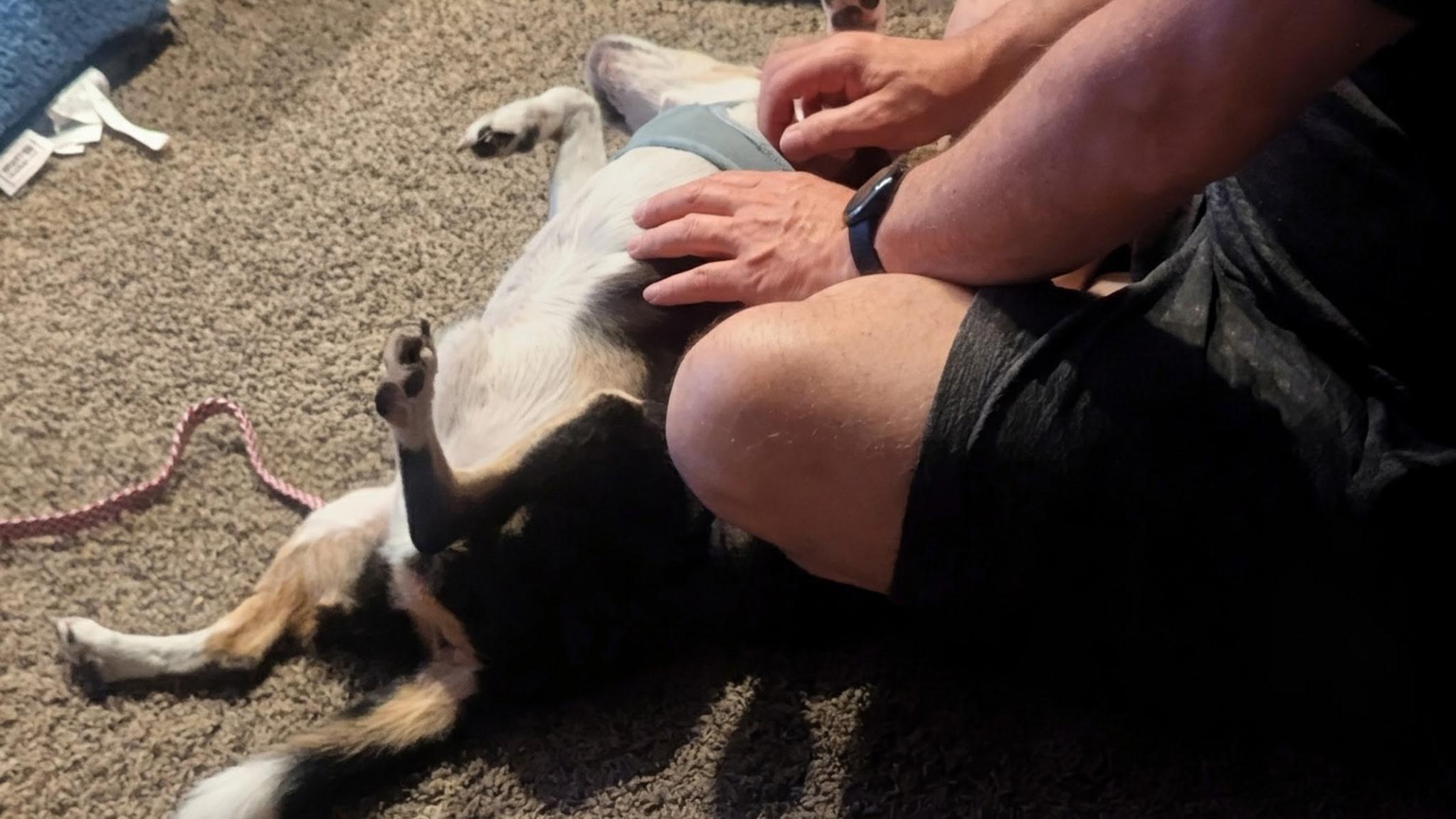 Bowie, an adopted Beagle in Holland, MI image 6/6