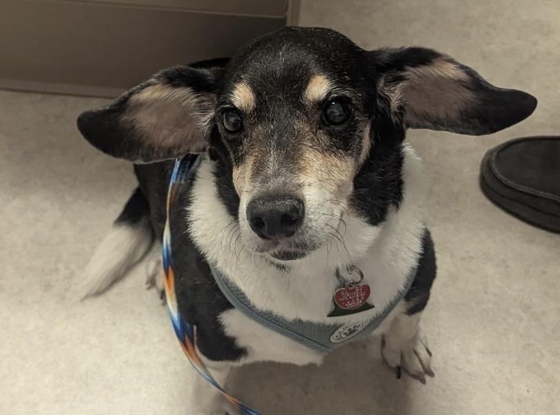 Bowie, an adopted Beagle in Holland, MI image 1/6