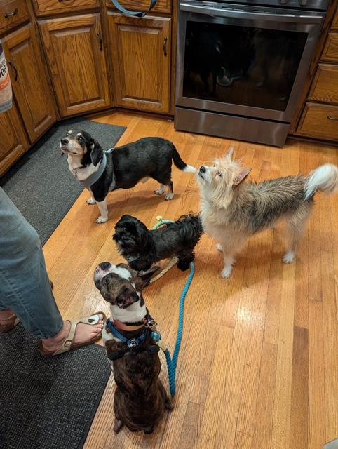 Bowie, an adopted Beagle in Holland, MI image 4/6