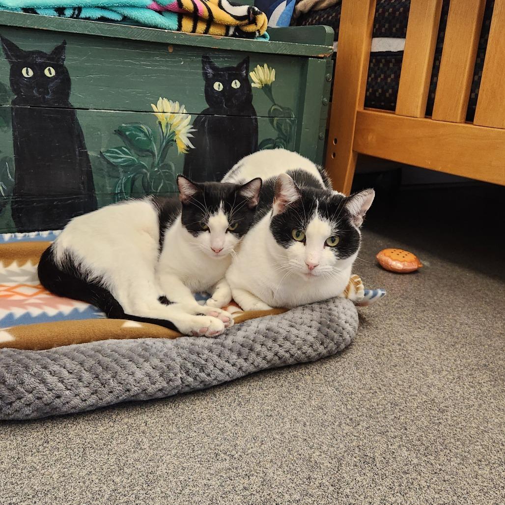 Enlarge Spots, a Adoptable Domestic Short Hair in Brockton, MA image 1/3