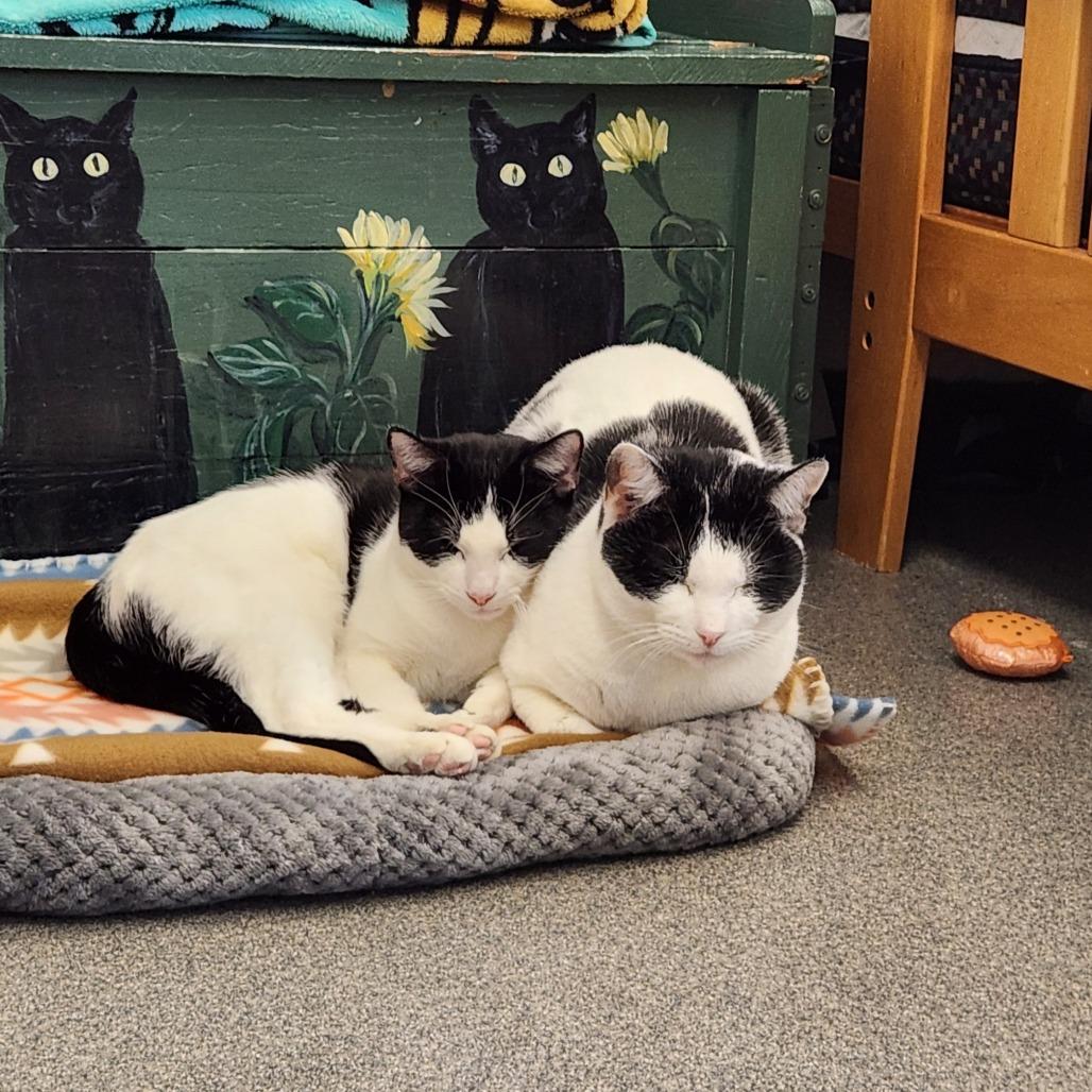 Enlarge Spots, a Adoptable Domestic Short Hair in Brockton, MA image 2/3