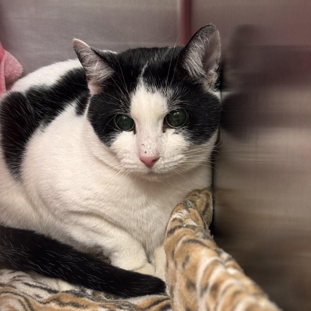 Spots, Adoptable, Adult Male Domestic Short Hair.