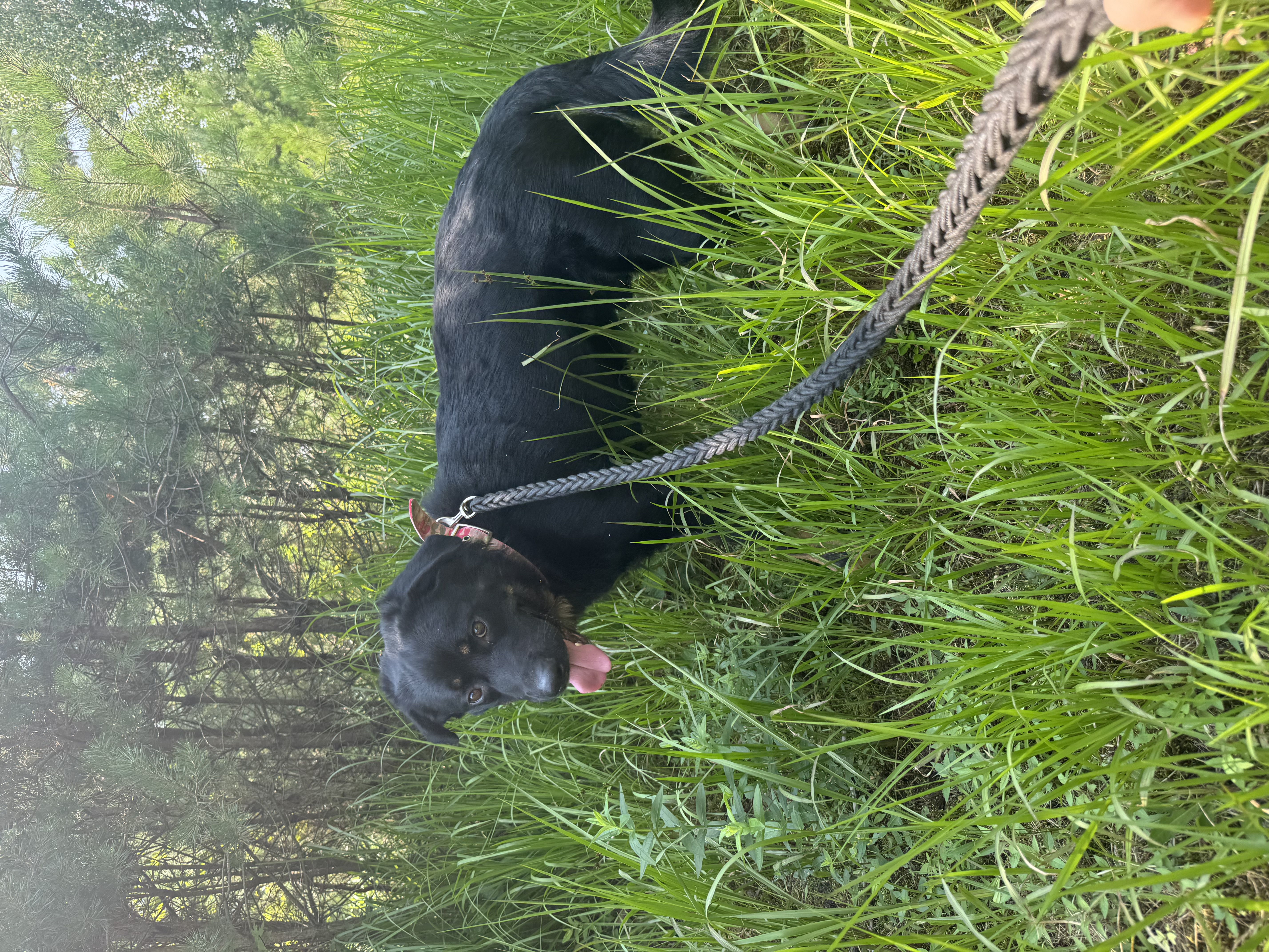 Maui, Adoptable, Adult Male Rottweiler & Black Labrador Retriever.