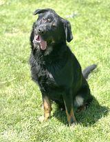 Maui, an adoptable German Shepherd Dog, Rottweiler in Ludington, MI, 49431 | Photo Image 2