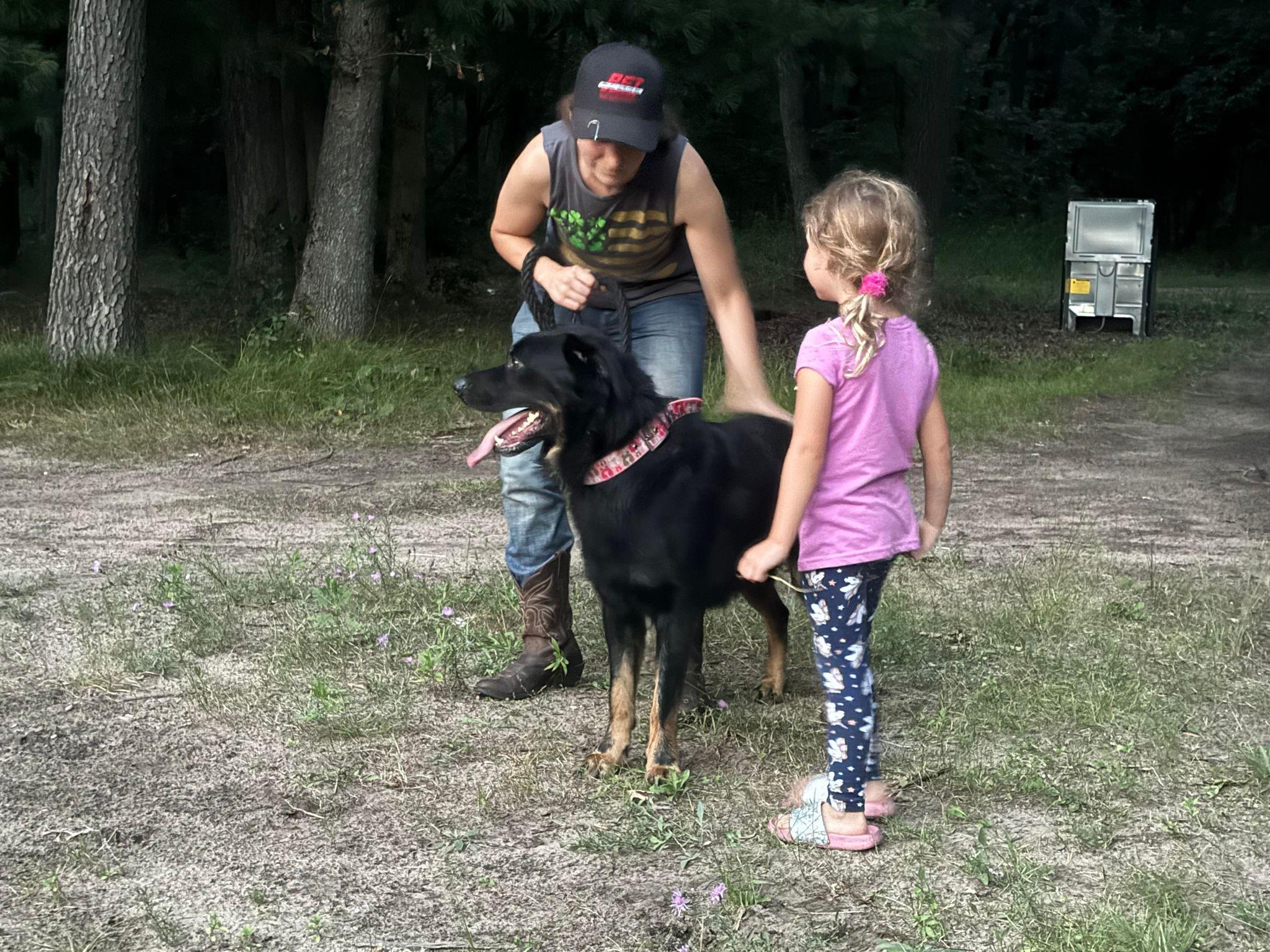 Maui, an adoptable German Shepherd Dog, Rottweiler in Ludington, MI, 49431 | Photo Image 3