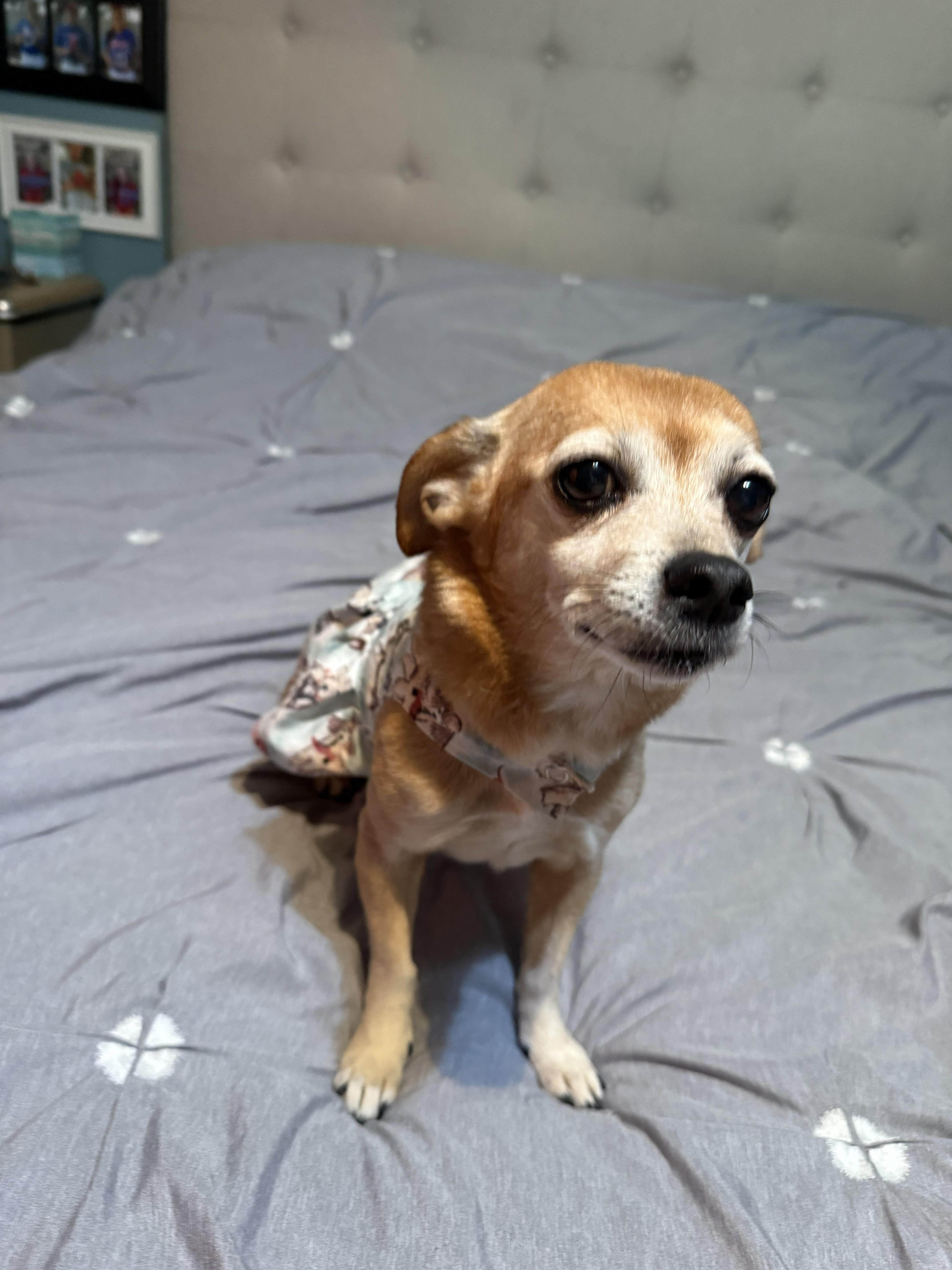 Enlarge Bitsy, a ADOPTABLE Chihuahua in Yukon, OK image 3/3