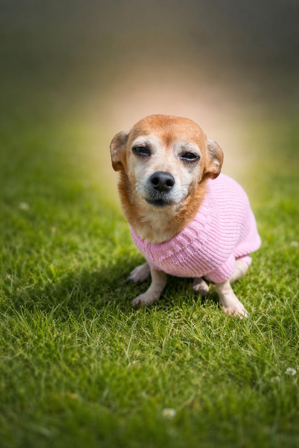 Bitsy, ADOPTABLE, Senior Female Chihuahua.