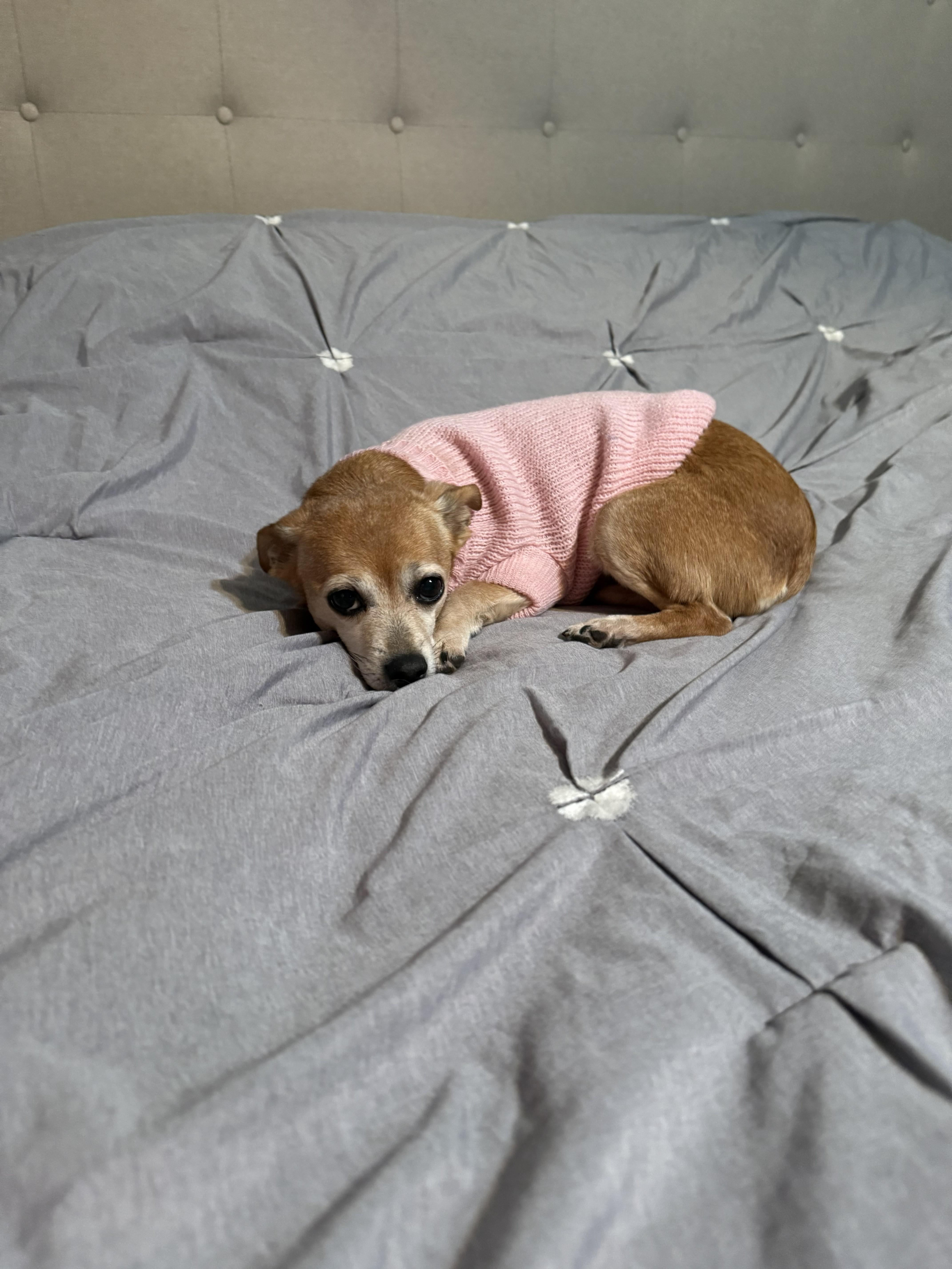 Enlarge Bitsy, a ADOPTABLE Chihuahua in Yukon, OK image 2/3