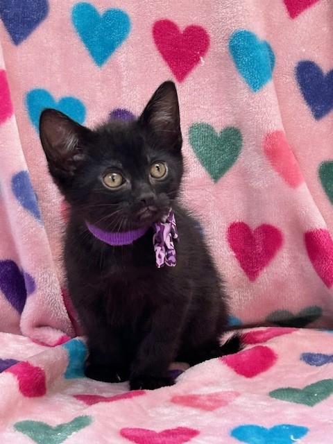Dante', Baby Male Domestic Medium Hair