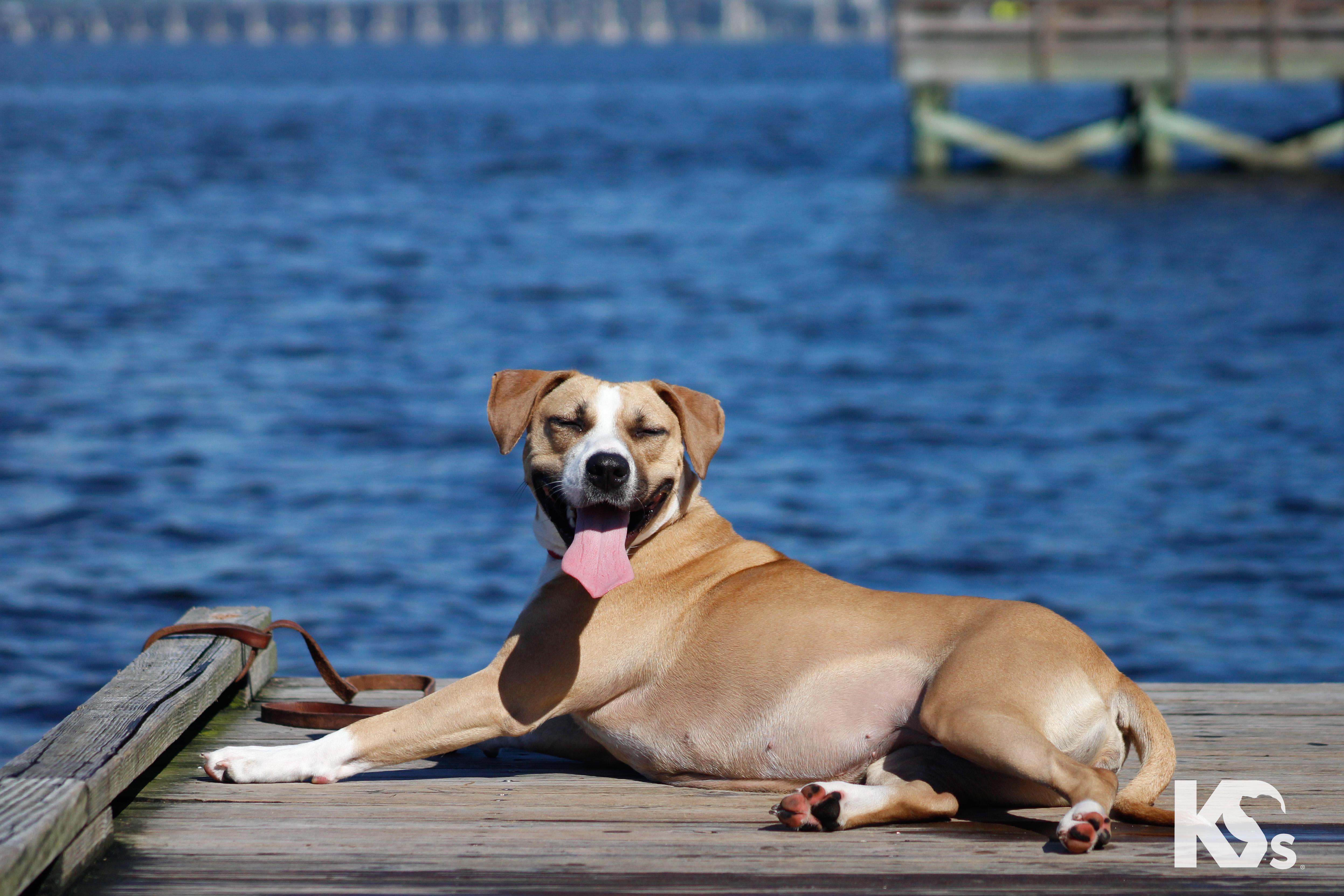 Enlarge Cholula, a Adoptable mixed breed in Ponte Vedra, FL image 6/6