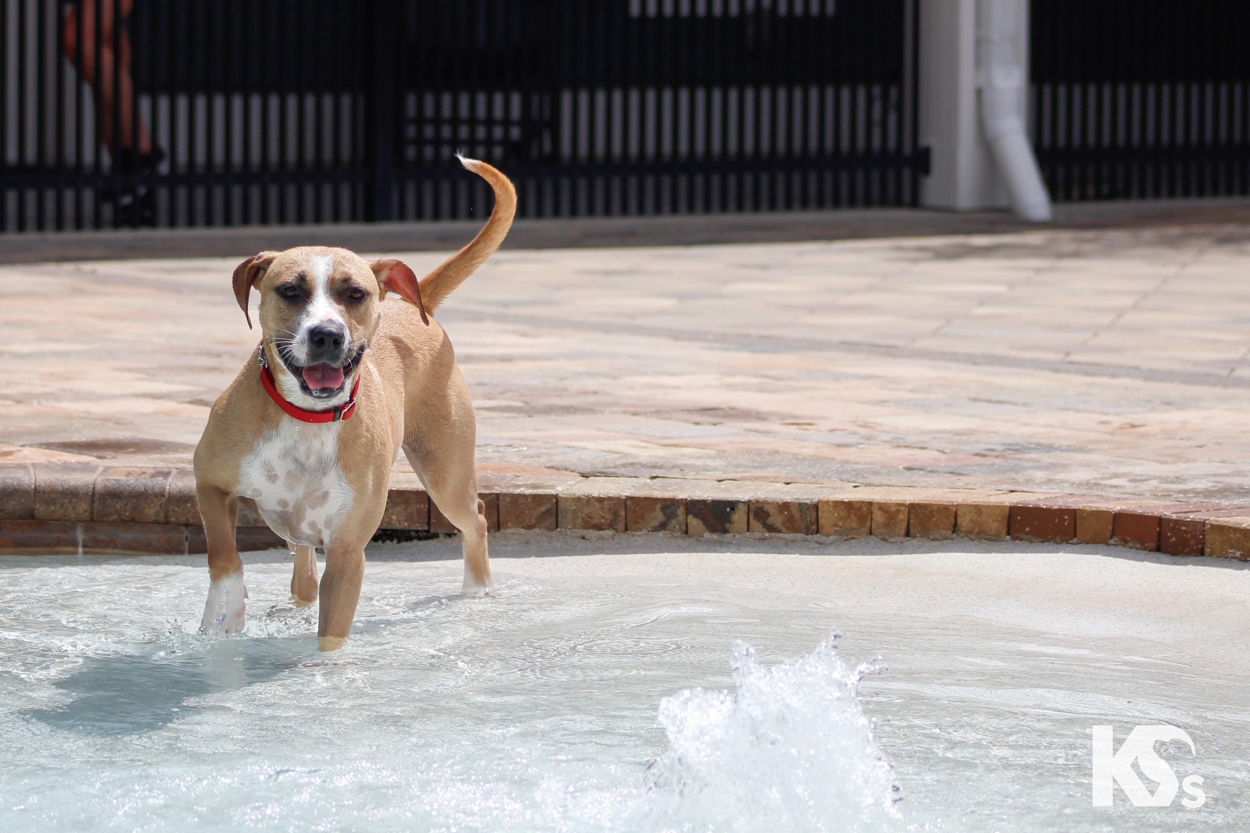 Enlarge Cholula, a Adoptable mixed breed in Ponte Vedra, FL image 4/6